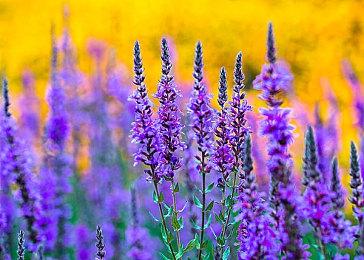 MyGo同人视觉小说《鼓手余命十日谭》Steam页面上线 上线日期待定